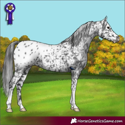 Horse Color:Black Appaloosa 