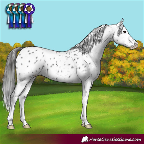 Horse Color:Black Appaloosa 