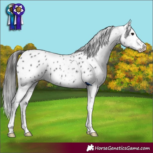 Horse Color:Black Appaloosa 
