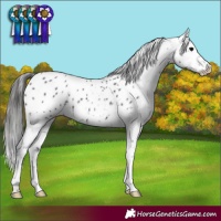 Horse Color:Black Appaloosa