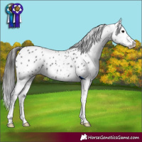 Horse Color:Black Appaloosa
