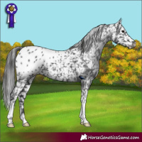 Horse Color:Black Appaloosa 