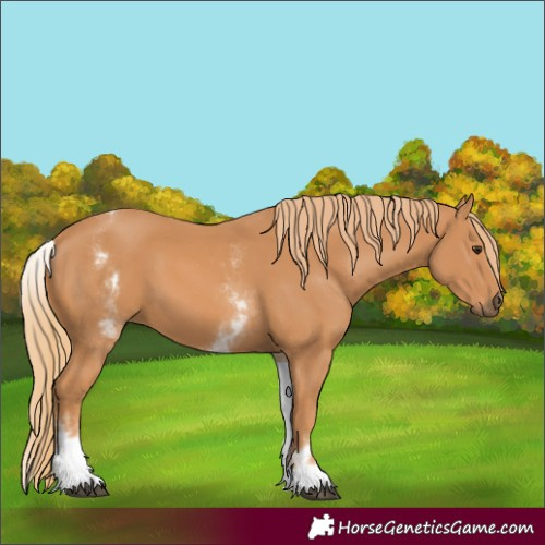 Horse Color:White Spotted Chestnut 