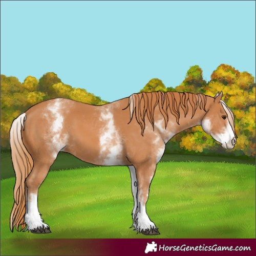 Horse Color:White Spotted Chestnut 