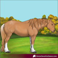 Horse Color:White Spotted Chestnut