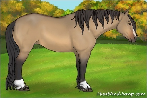 Horse Color:Buckskin Dun Sabino 