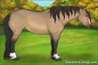 Horse Color:Buckskin Dun Sabino 