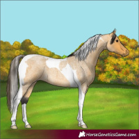 Horse Color:Buckskin Roan Tobiano 