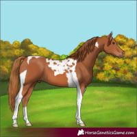 Horse Color:Chestnut Tobiano 