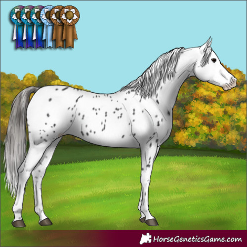 Horse Color:Black Appaloosa 