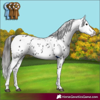 Horse Color:Black Appaloosa 