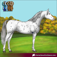 Horse Color:Black Appaloosa 