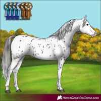 Horse Color:Black Appaloosa