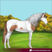 Horse Color:Gold Champagne Splash Tobiano