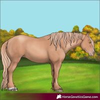 Horse Color:Gold Champagne 