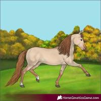 Horse Color:Red Dun 