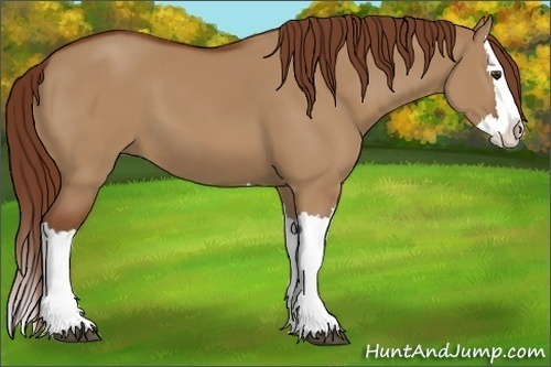 Horse Color:Red Dun Splash 