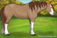 Horse Color:Red Dun Splash 