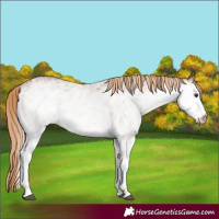 Horse Color:White Spotted Chestnut 