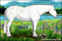 Horse Color:Silver Bay Ice Roan Dun Appaloosa 