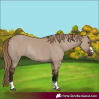 Horse Color:Liver Red Dun Rabicano 