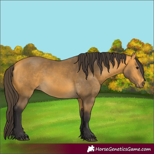 Horse Color:Buckskin 