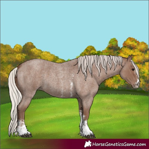 Horse Color:Silver Blue Roan Sabino