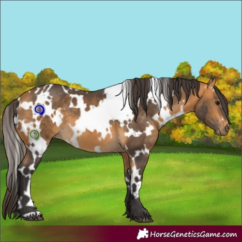 Horse Color:White Spotted Buckskin 