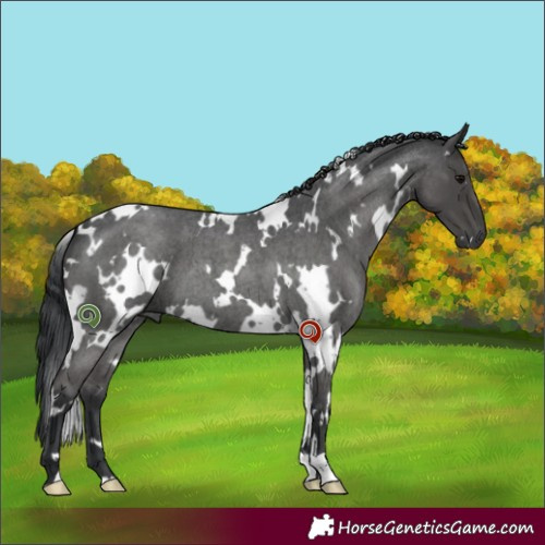 Horse Color:White Spotted Grullo Roan 
