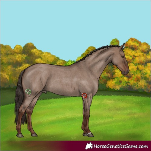 Horse Color:Liver Red Dun Roan 