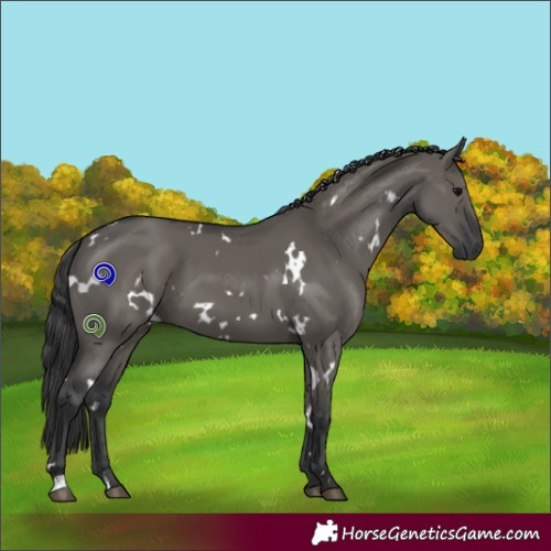 Horse Color:White Spotted Grullo 