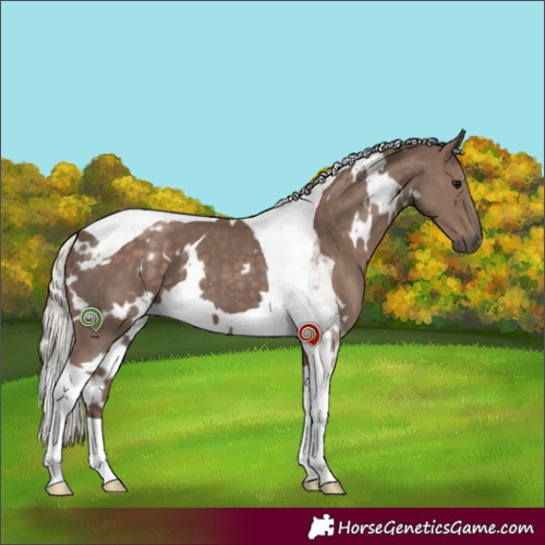 Horse Color:White Spotted Silver Black Tobiano 