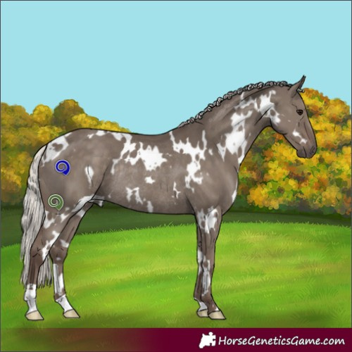 Horse Color:White Spotted Silver Grullo Rabicano 