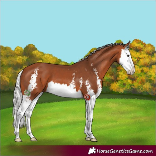 Horse Color:Silver Bay Sabino Splash 