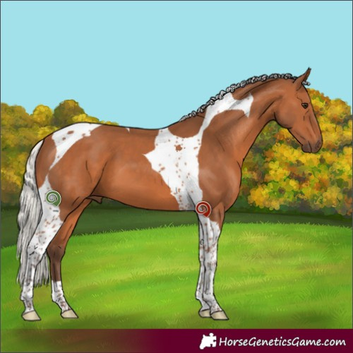 Horse Color:Silver Bay Tobiano 