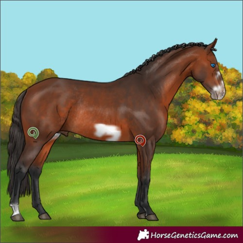 Horse Color:Bay Frame Rabicano 