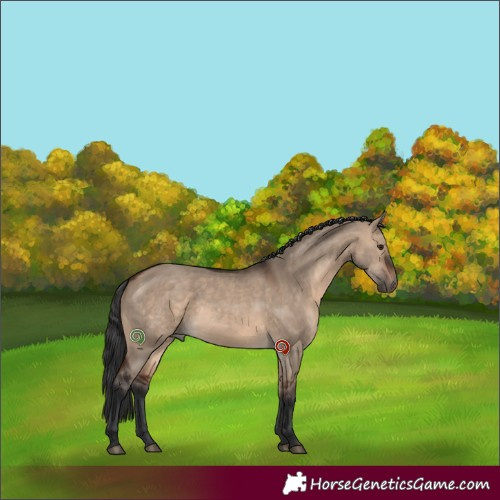 Horse Color:Brown Dun 