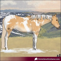 Horse Color:White Spotted Palomino Dun Tobiano Rabicano 