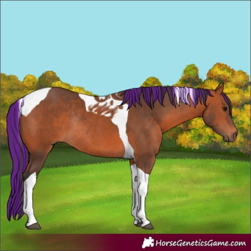 Horse Color:Painted Bay Tobiano Rabicano 