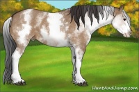 Horse Color:White Spotted Bay Roan Dun