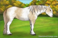 Horse Color:White Spotted Red Dun 