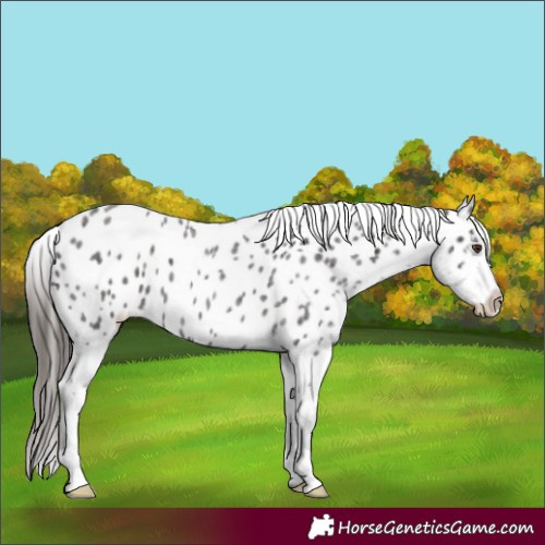 Horse Color:Liver Red Roan Appaloosa 