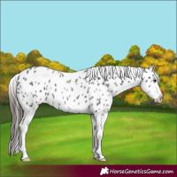 Horse Color:Liver Red Roan Appaloosa