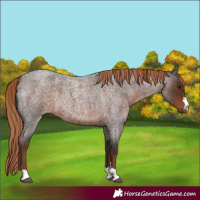 Horse Color:Liver Red Roan 