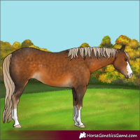 Horse Color:Chocolate Palomino 