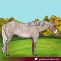 Horse Color:Silver Blue Roan Frame 