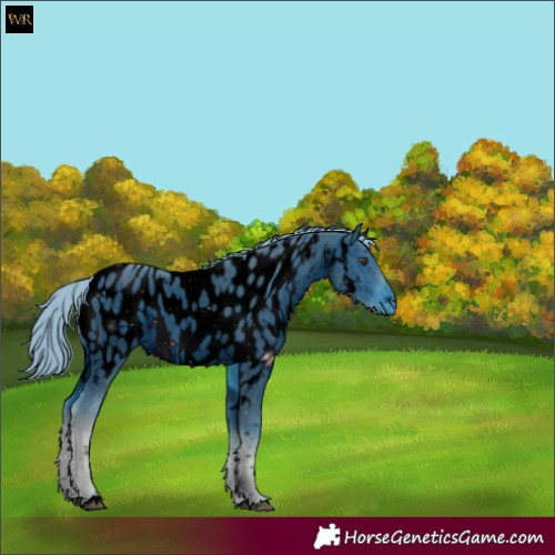 Horse Color:ERROR: UNKNOWN ANOMALY