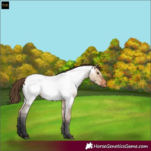 Horse Color:Bay Roan Dun Appaloosa