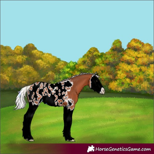 Horse Color:Silver Bay Splash Appaloosa 