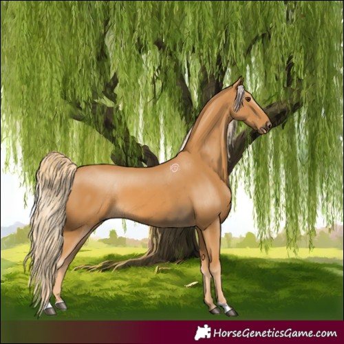 Horse Color:Palomino 